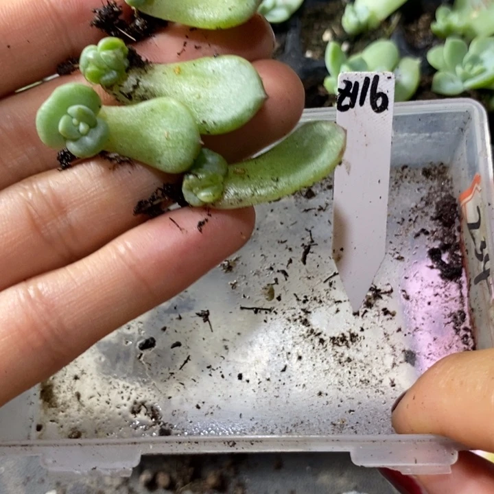 珍妮z116芽苗一个多肉