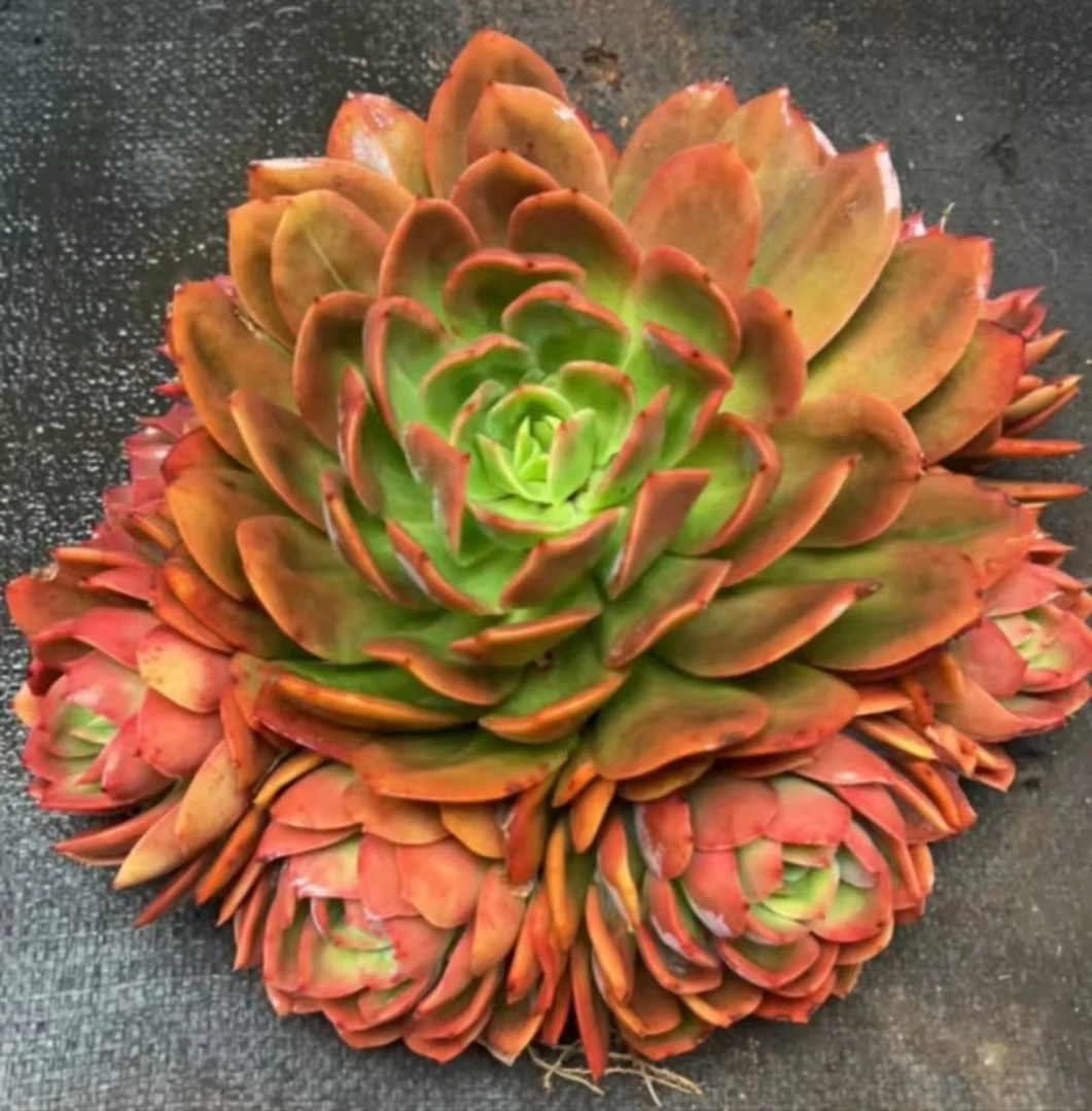 精品老桩绮罗仙子多肉 好种好养