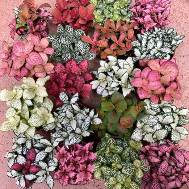 网纹草迷你小盆栽适合室内水陆缸微景观创意造景