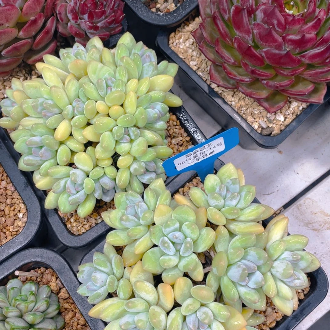 0619-14-黄体香水大群手捧花一刻