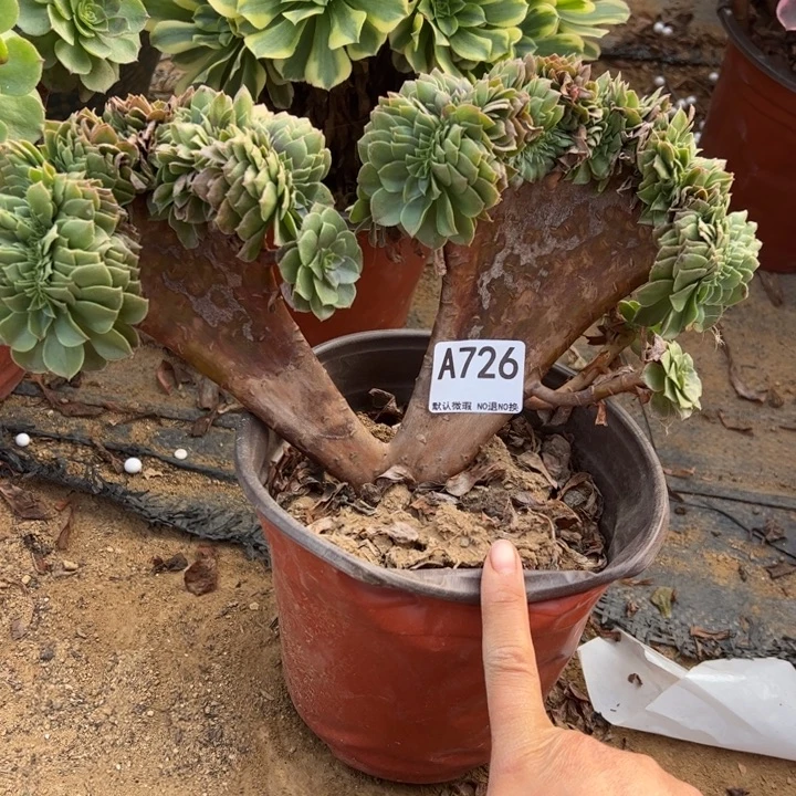 万缀多肉植物726.