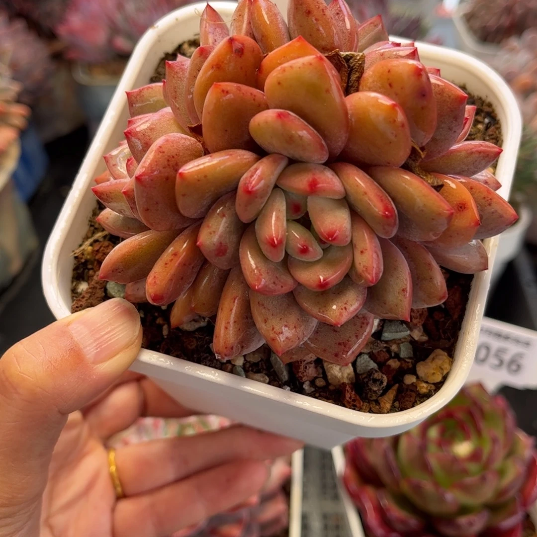 2058 满30包邮，天冷必拍保温箱