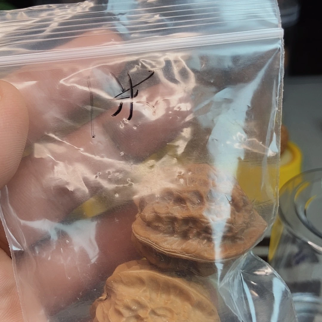 ?****?龙骨核桃手把件！！！！