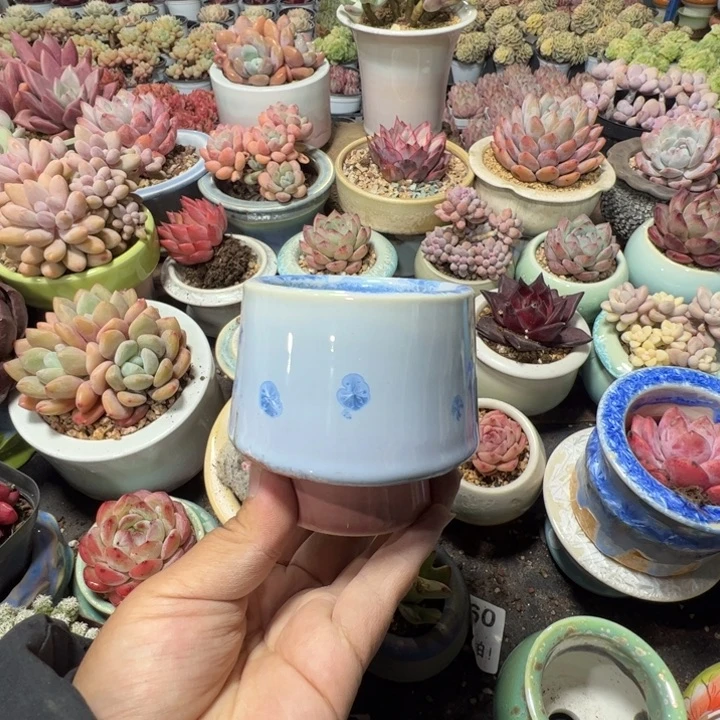 特价花盆满50发货内口7