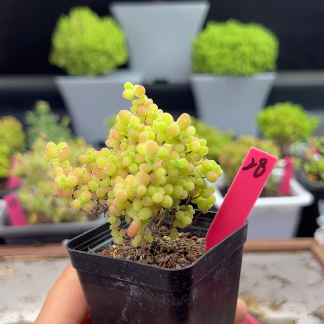 精控蜜橘28号5.5cm盆