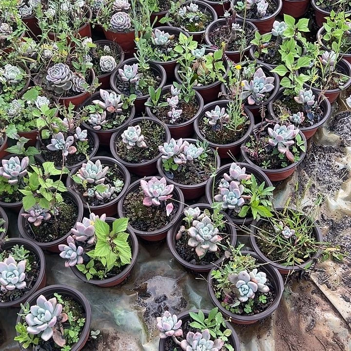 奥普7个多肉植物实物