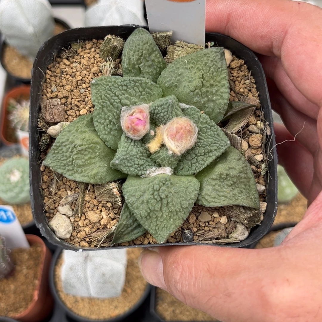 72龟甲怒涛牡丹带盆带土