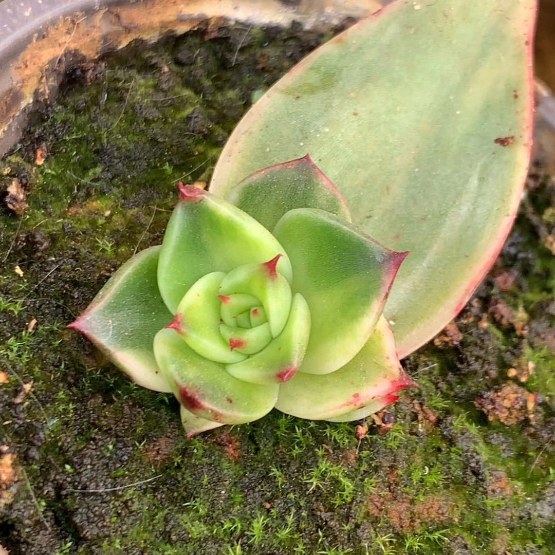 斯特拉锦锦锦锦锦