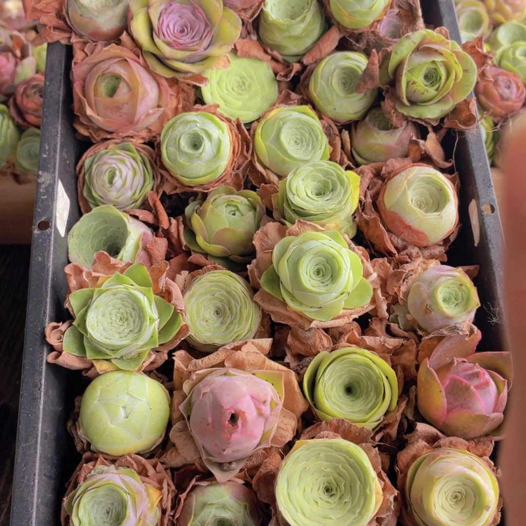 保底三十颗量拍888888