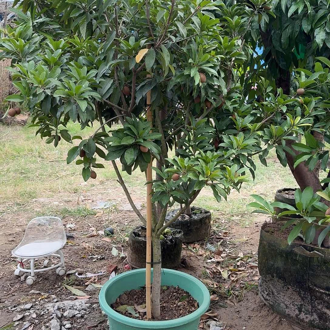 W***W完全开放果树果树果树1111111