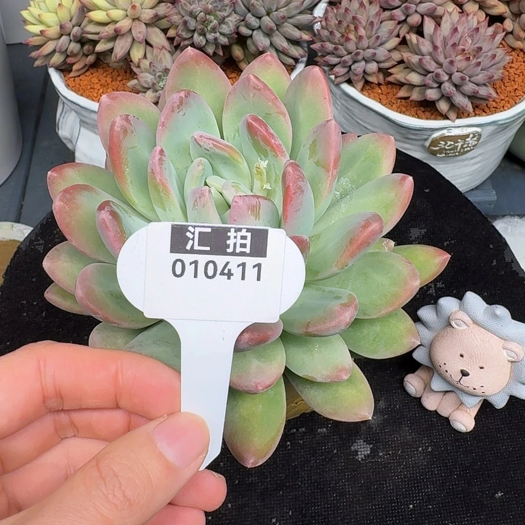 精品多肉植物010411