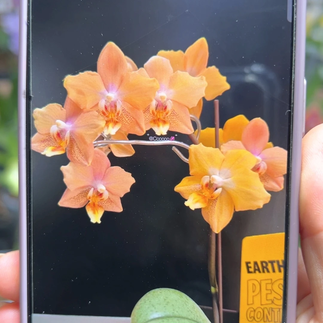 当前无花栽培后可以开花风之谷苗