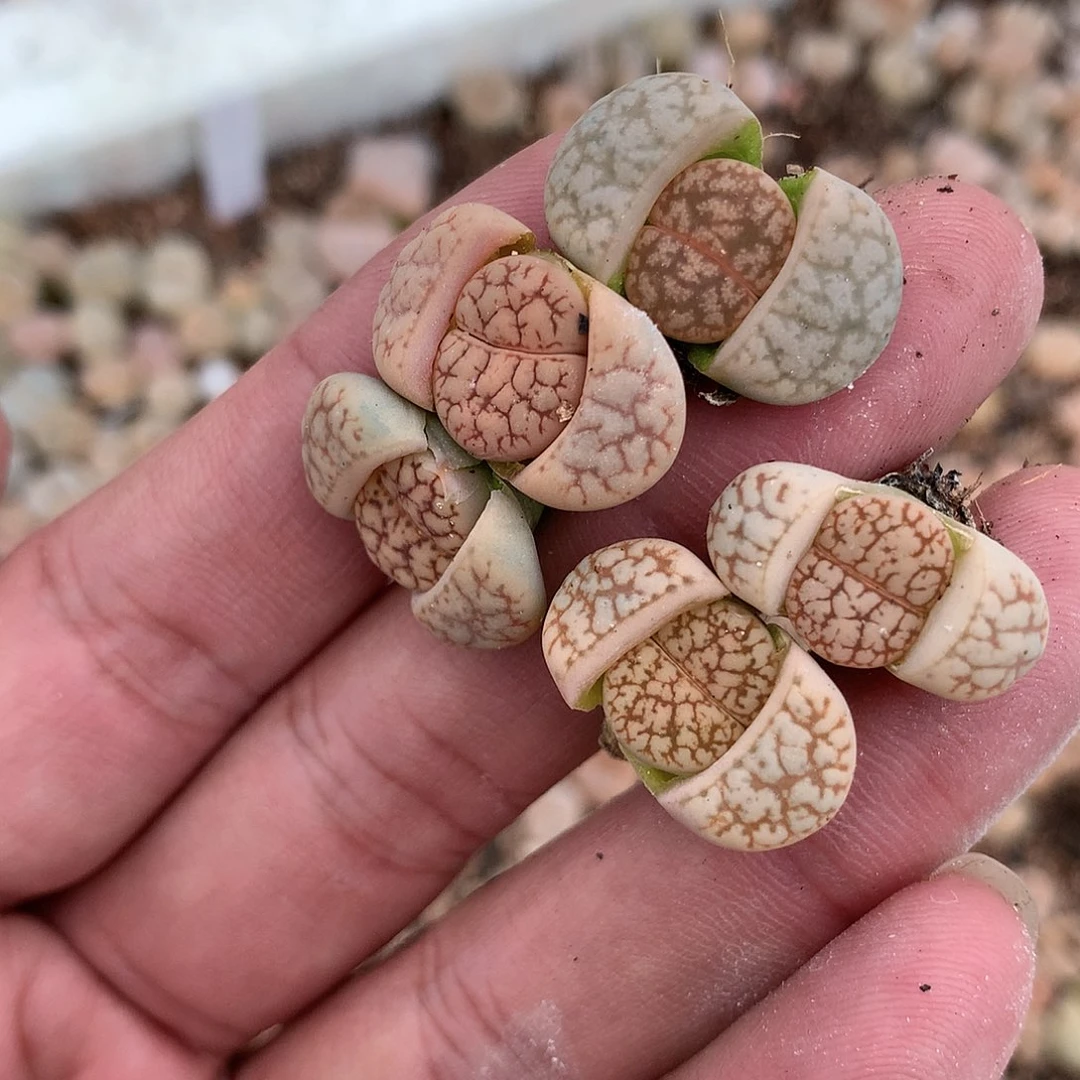 W198多肉植物保护