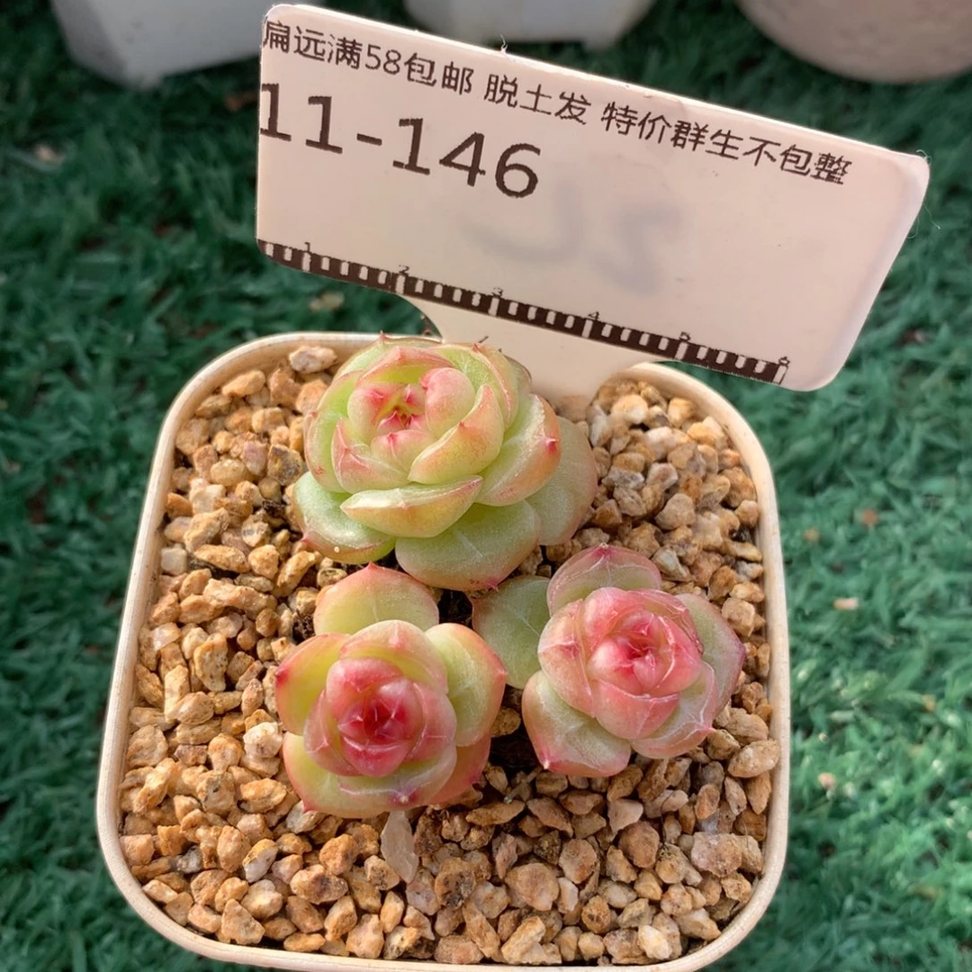 编号珍妮精品多肉58包邮不包整