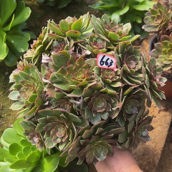 红霞多肉植物6-63