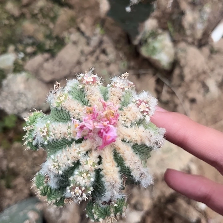 三角接精选老花笼