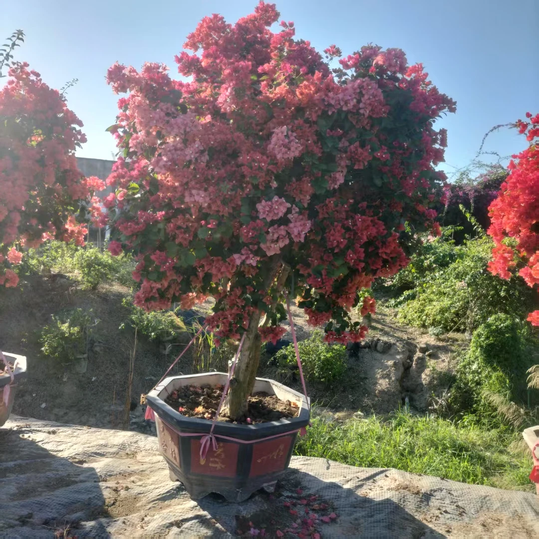 四季开花三角梅盆栽带花爬藤植物品种规格多赏心悦目陶冶情操绿植