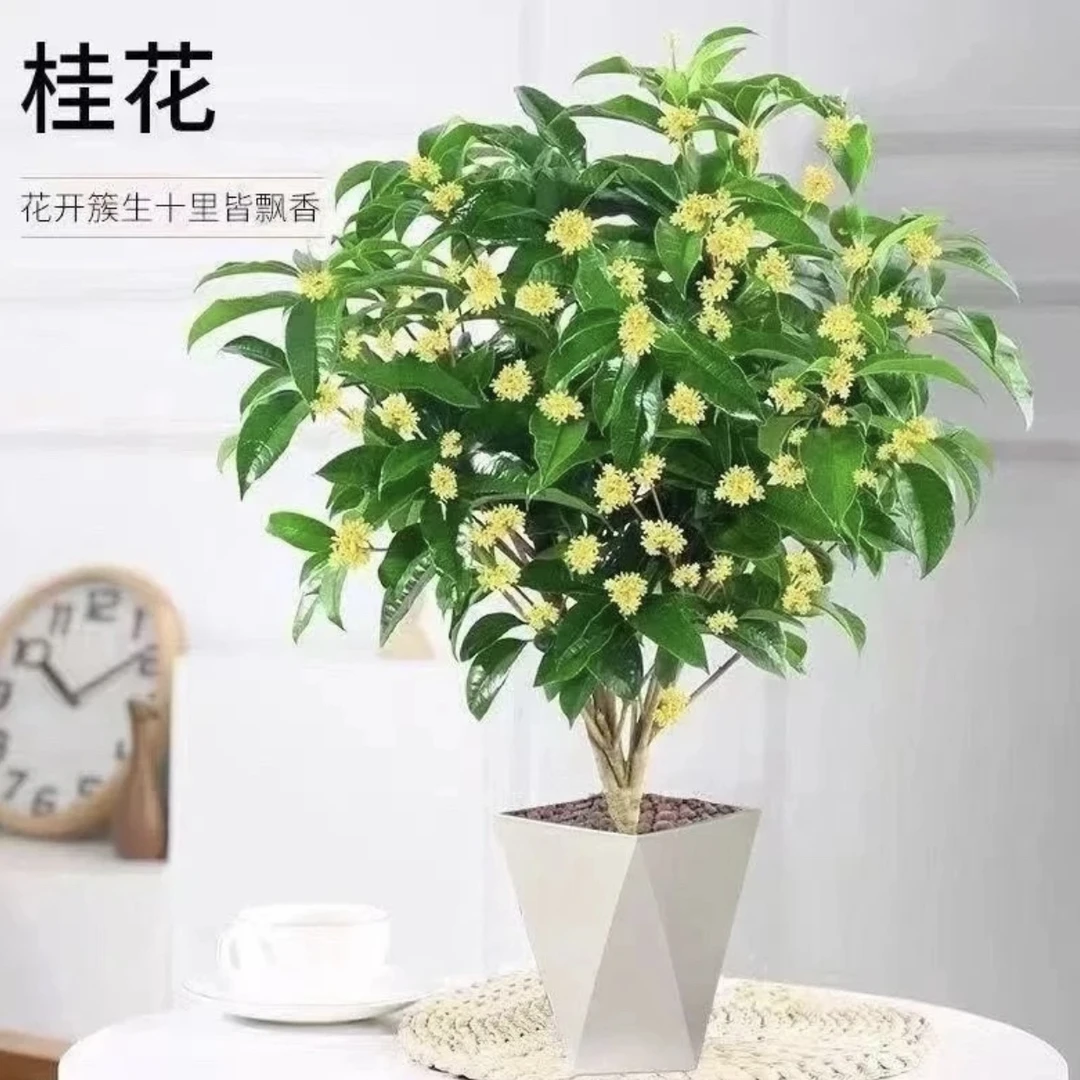 【带盆发货40-50cm】四季桂花盆栽浓香型花卉四季常青适合室外种植1