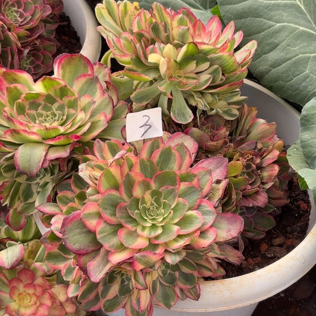 云南多肉植物组拍