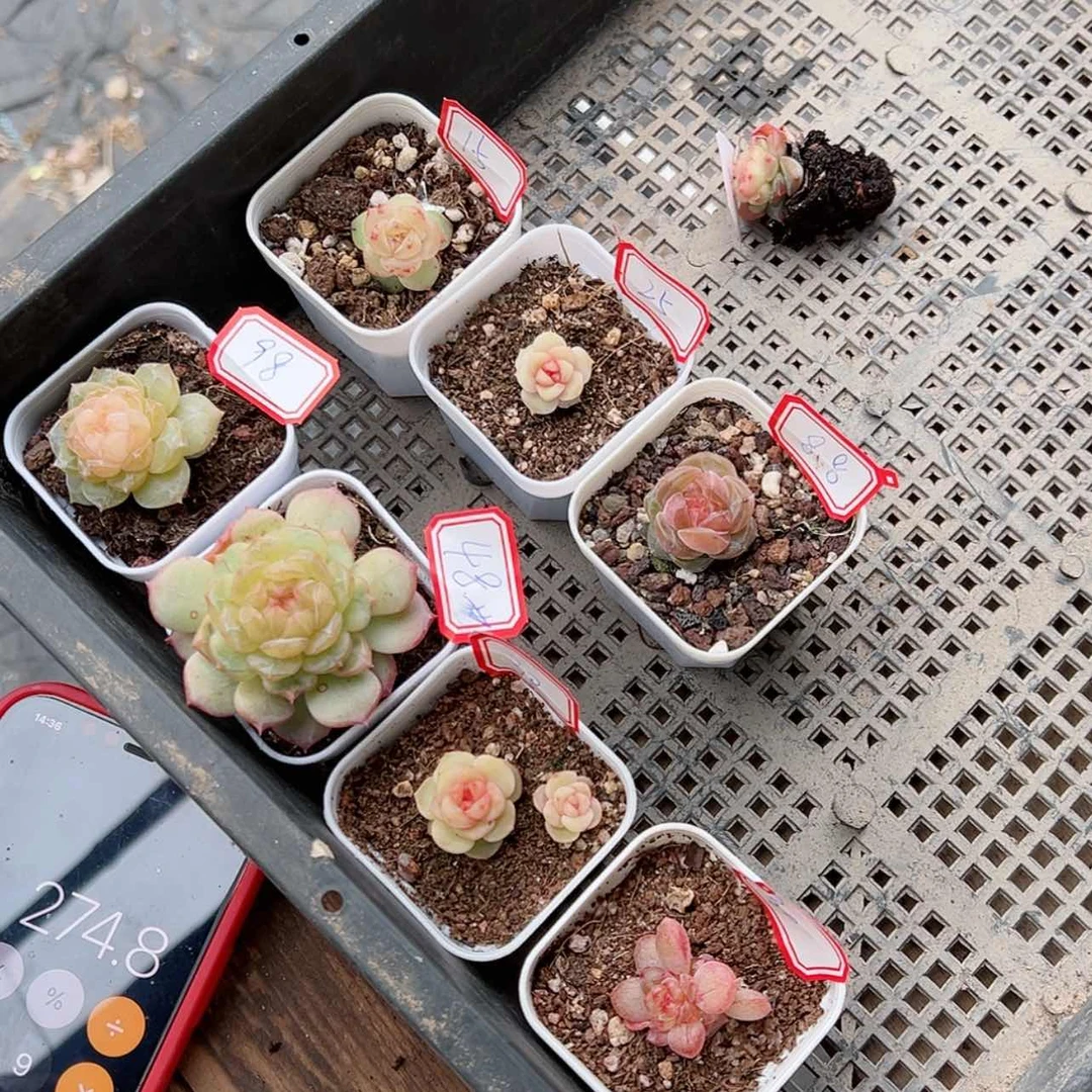 【闪购商品】雯**姥105 8颗种子在