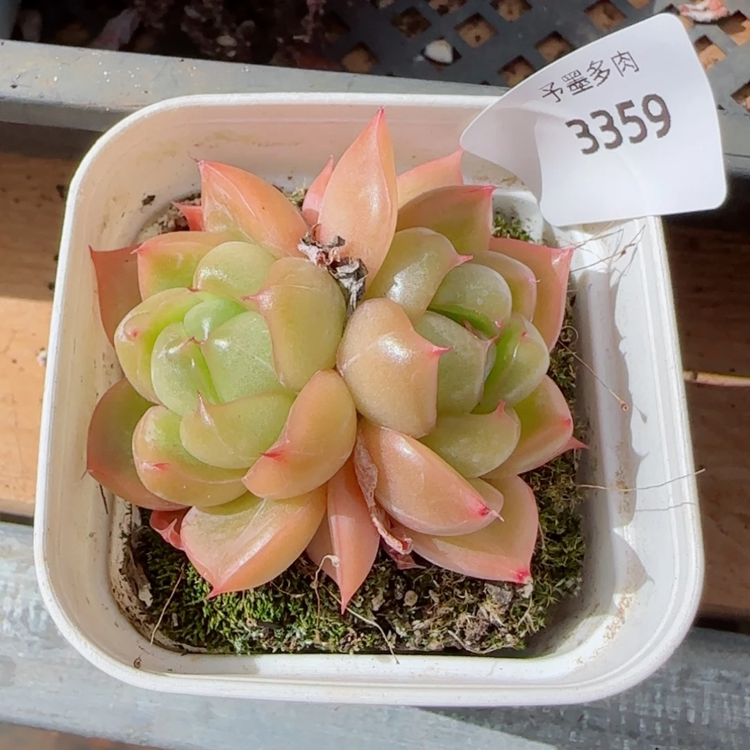 翡翠珍妮，3359多肉植物