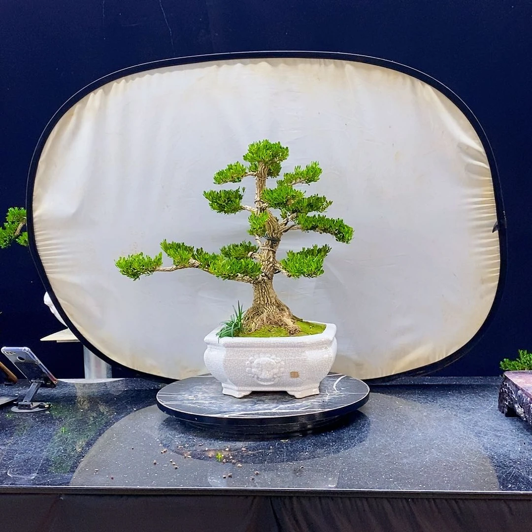 无花朵黄杨盆景造型