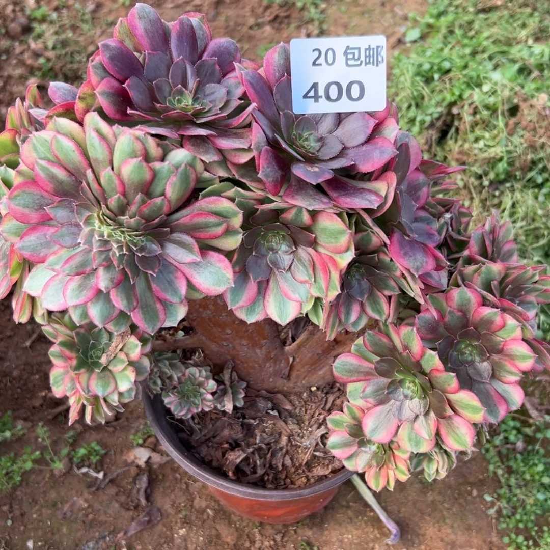 400雨荷缀，满20包邮嘟叮熊