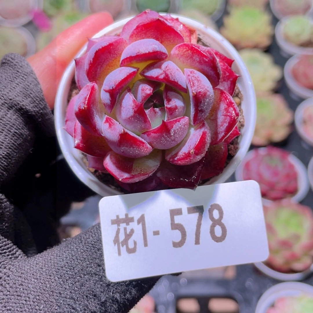 花利美1-579女王玫瑰