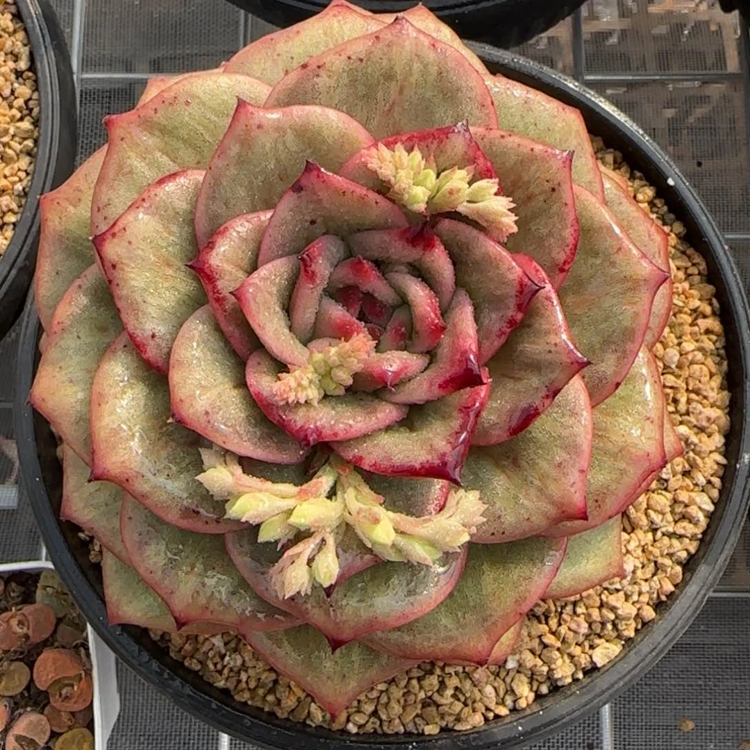 从前慢花园精选蔷薇