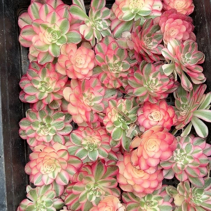 荔枝砍头20个多肉