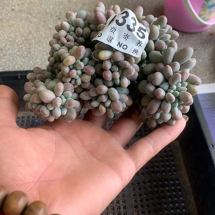 汤圆缀化璐璐多肉