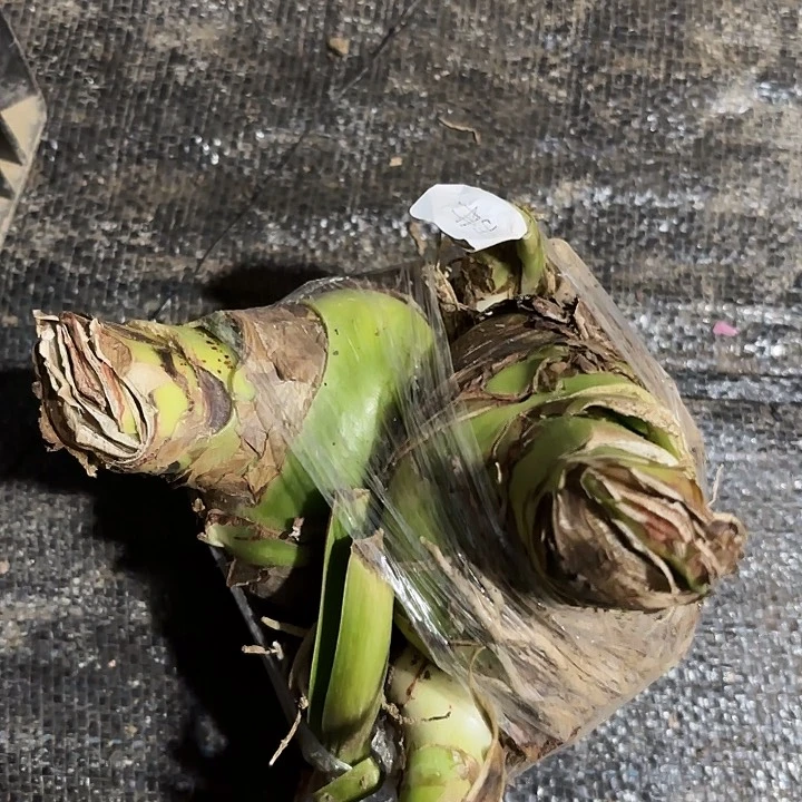 甜蜜10号包对版有标