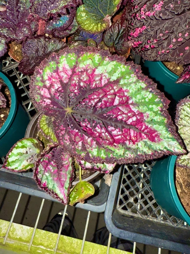 秋海棠改价专拍链接（主播改价）