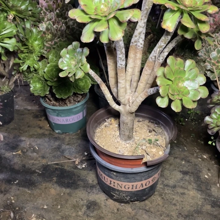 42V锦多肉植物多肉