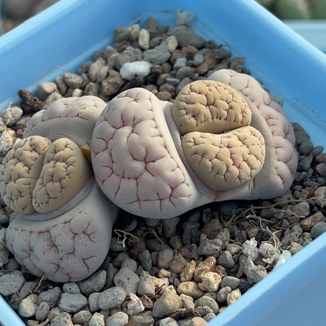 9926双头粉皮189一颗