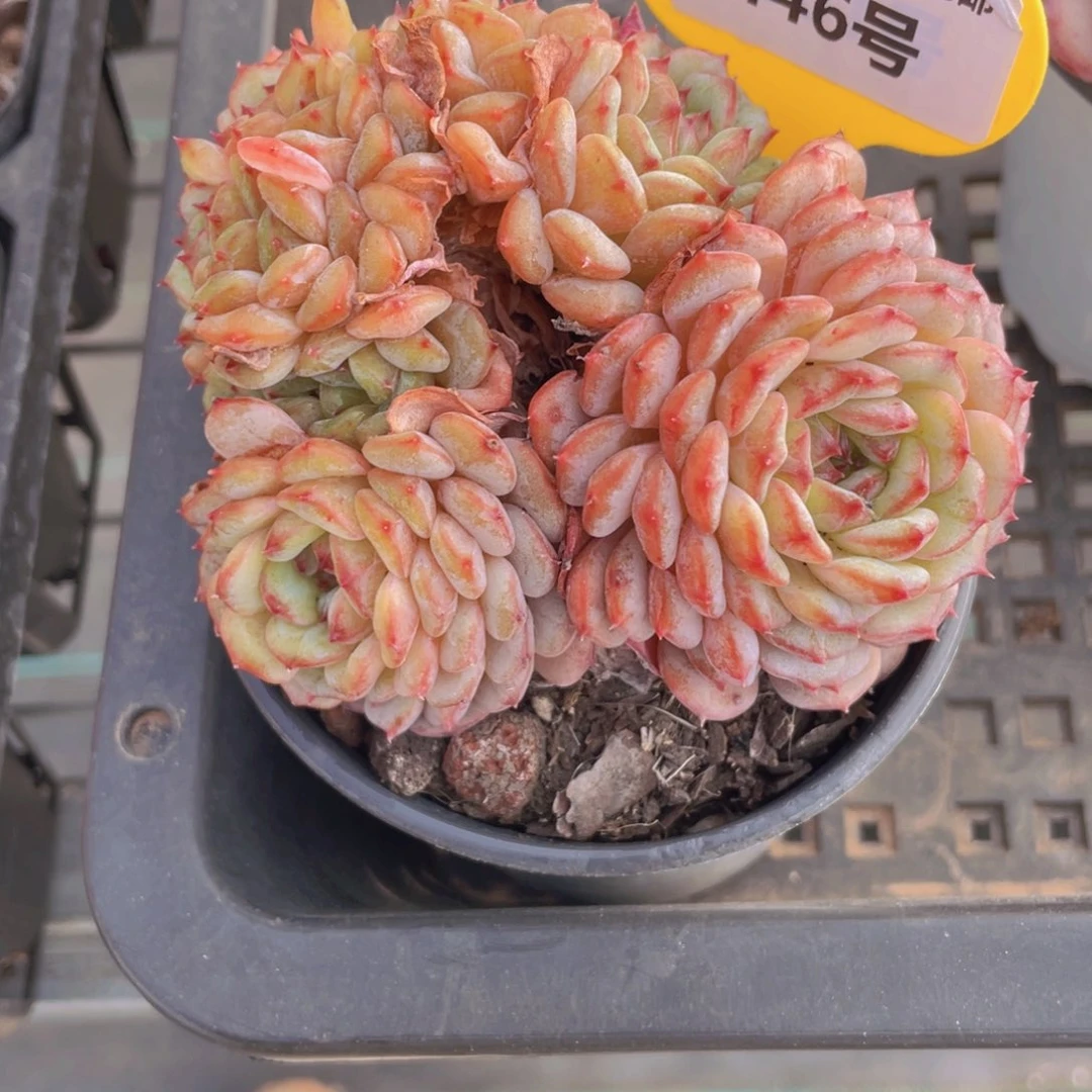 446号 全状态白胖子朵朵缀