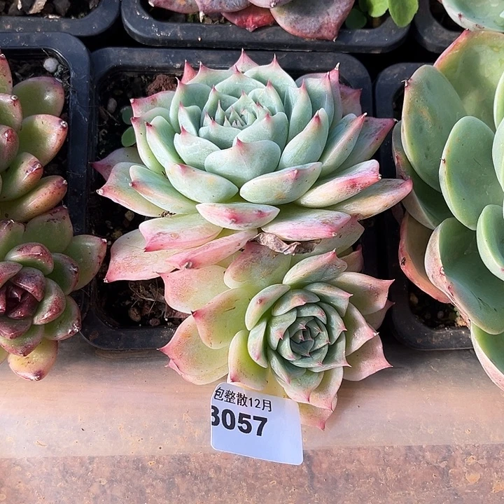 阿雅园艺。      3057白吉