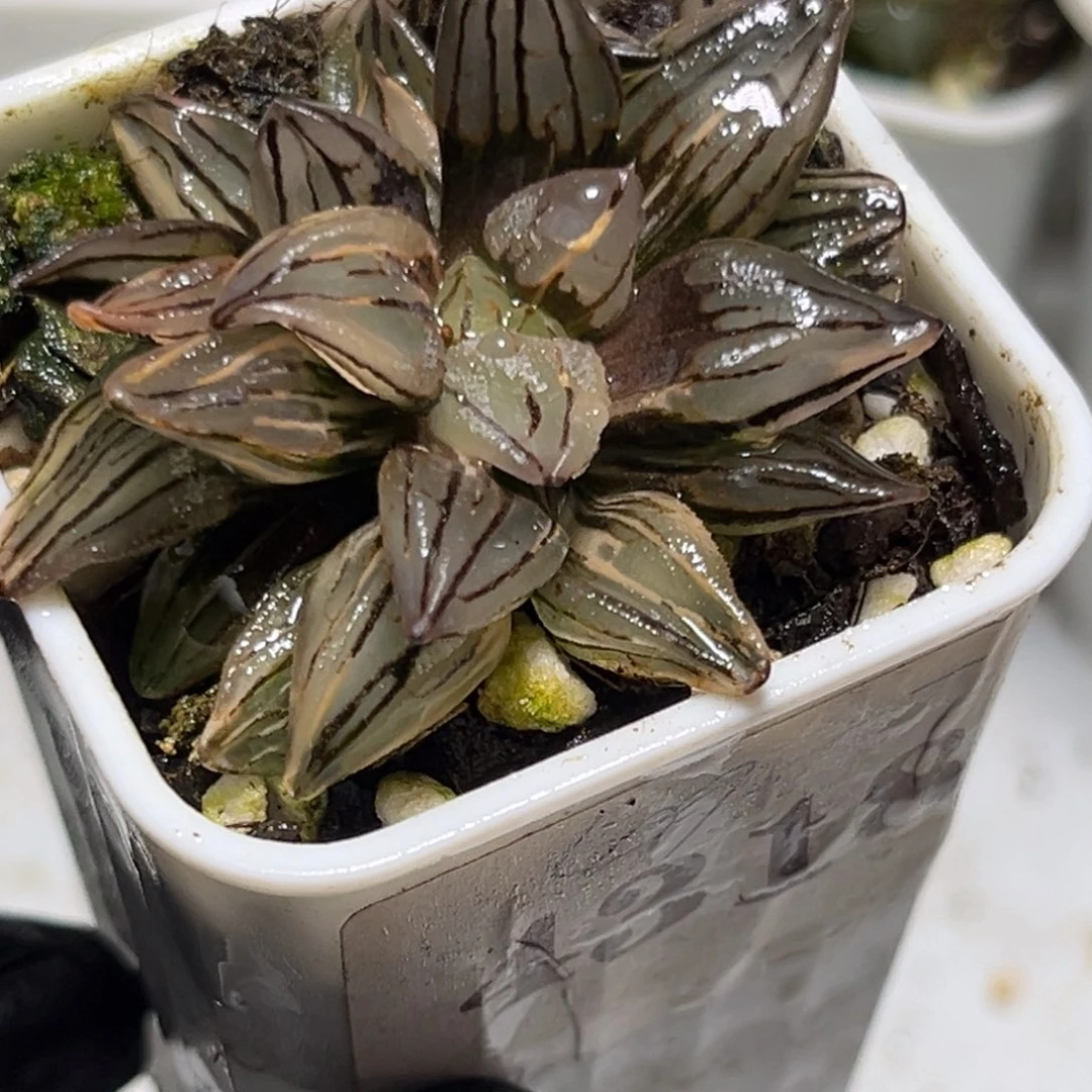 恭喜发财大吉大利4318