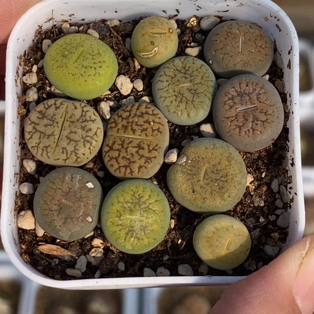 彩色富贵带盆土发货