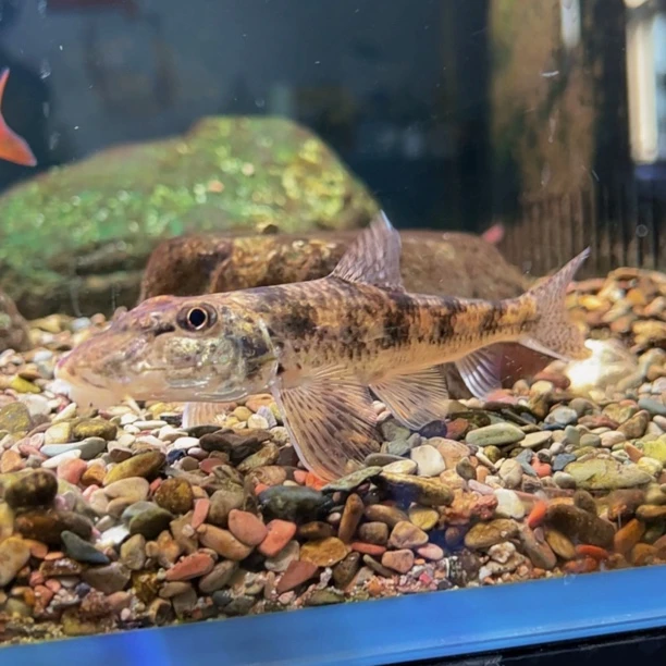 似駒鱼原生马头鱼棍子鱼棒花鱼清洁洗沙除燥翻缸冷水好养工具鱼