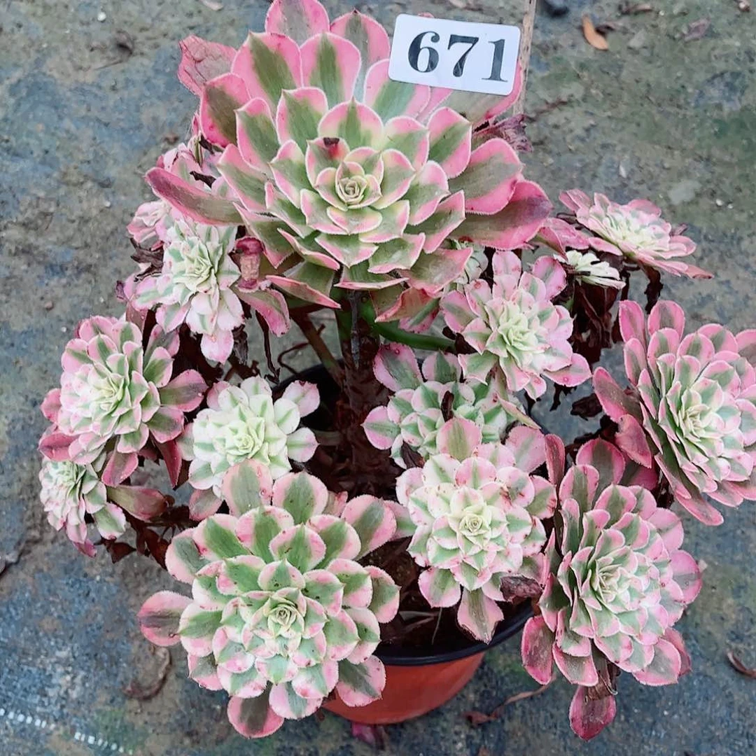 无花朵顺**风多肉植物671