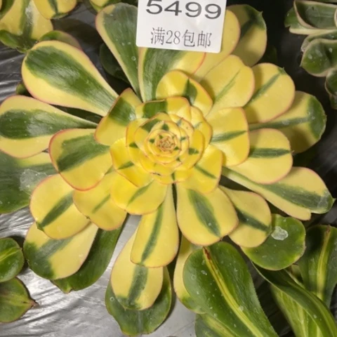 贵妃多肉多肉5499