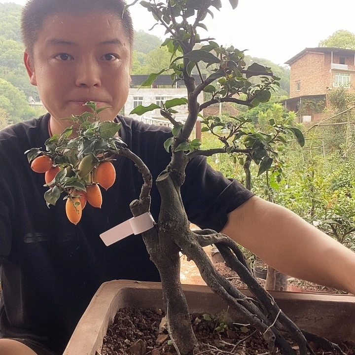 用***9金弹子盆景艺术作品