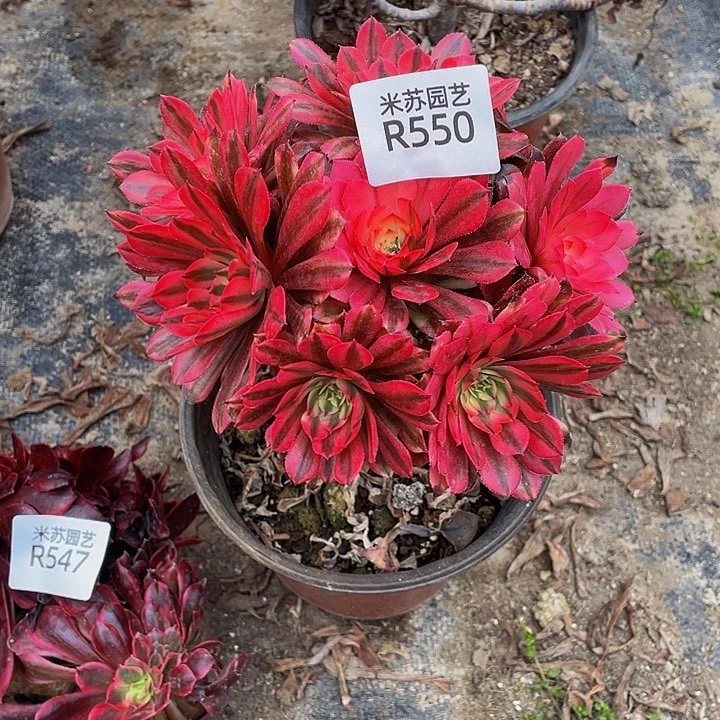 550多肉植物的生长