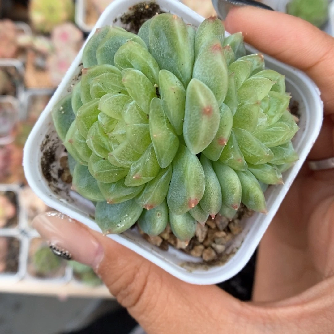 泼天富贵4853号。