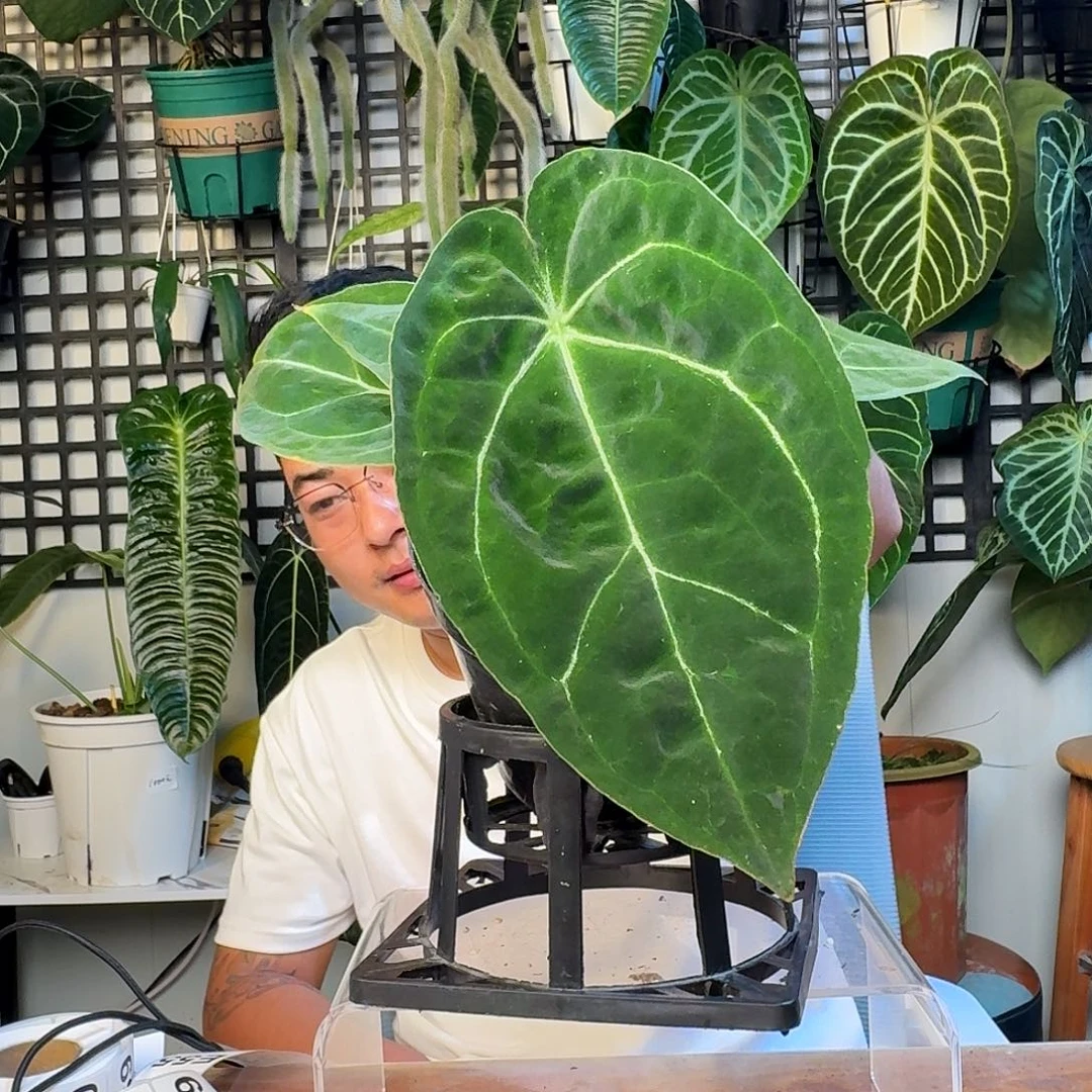 无花朵S****e一物一拍E51