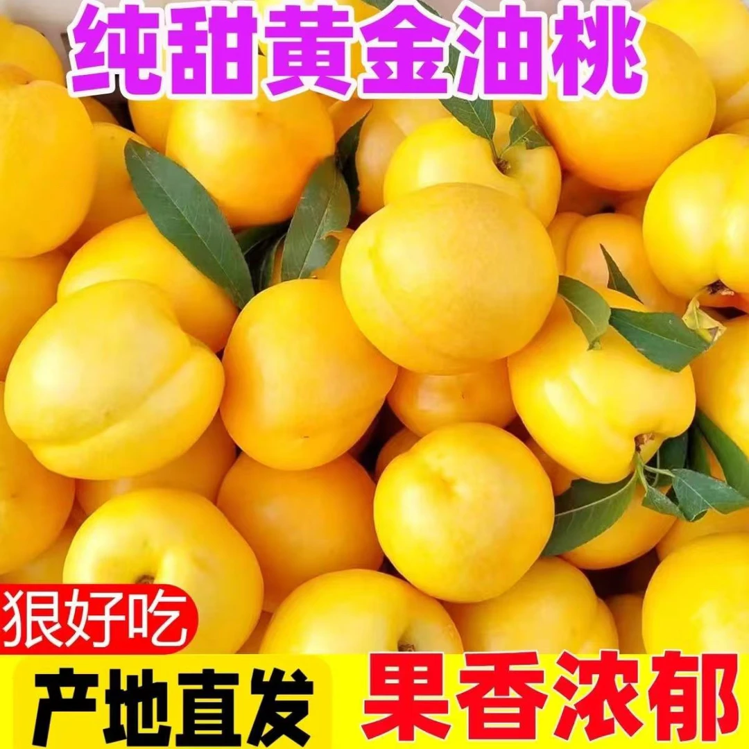 现货】正宗云南高原黄金桃油桃脆甜爆汁当季现摘顺丰包邮水果黄心