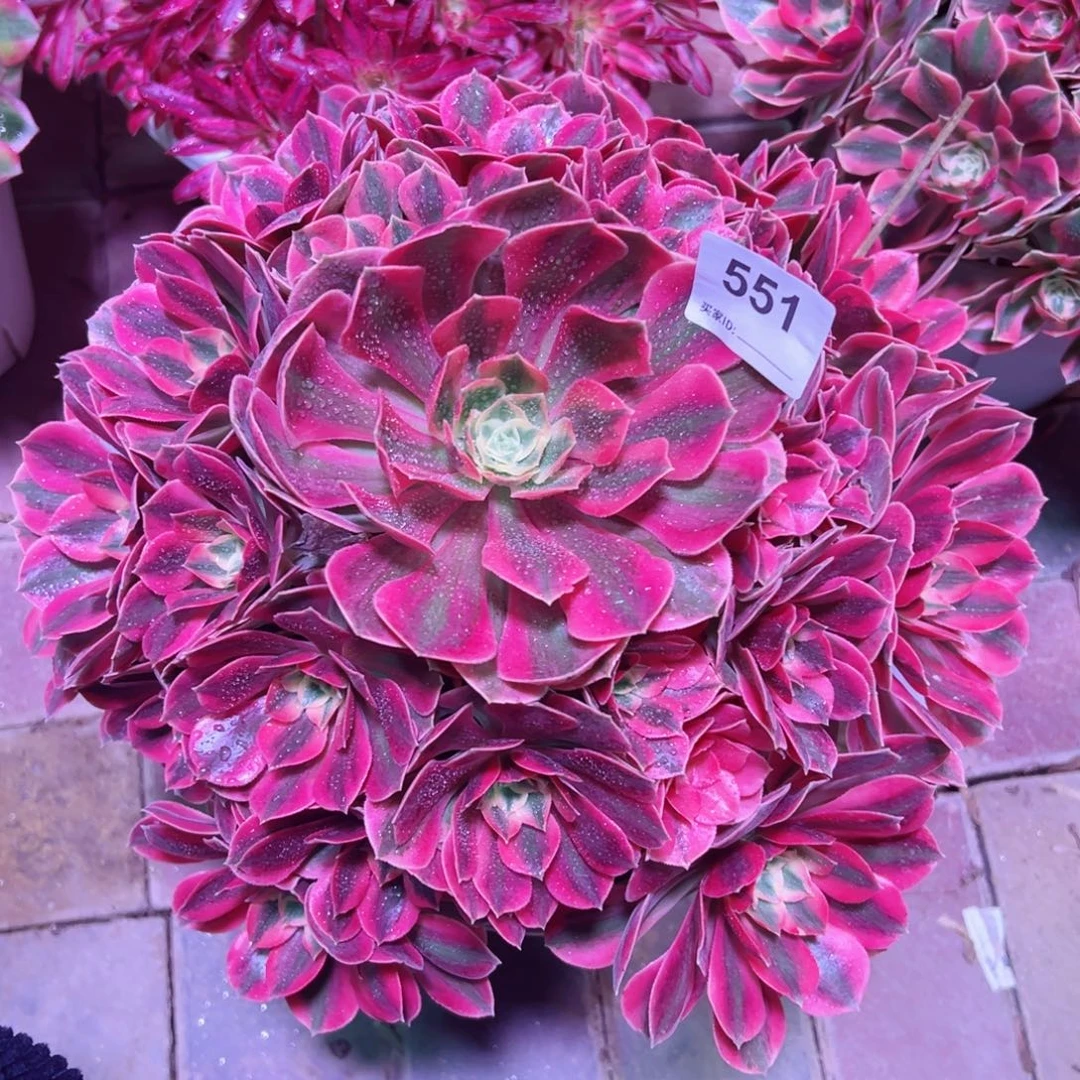 551红粉佳人法师多肉植物