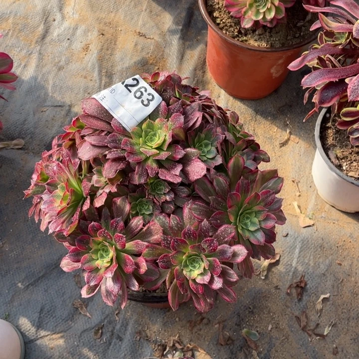 多肉安纳法师263