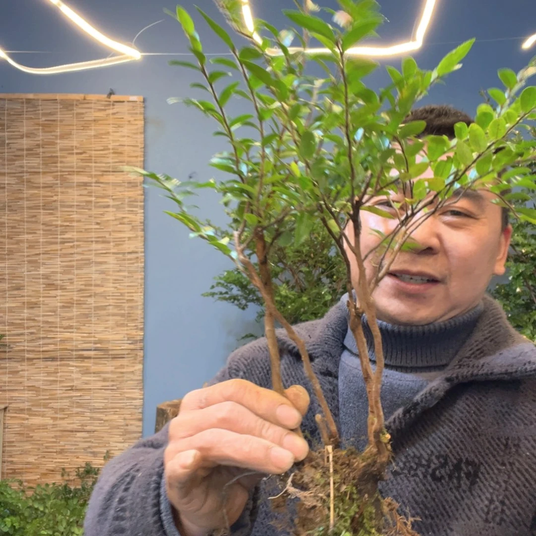 友*斯美男树和美女树都好